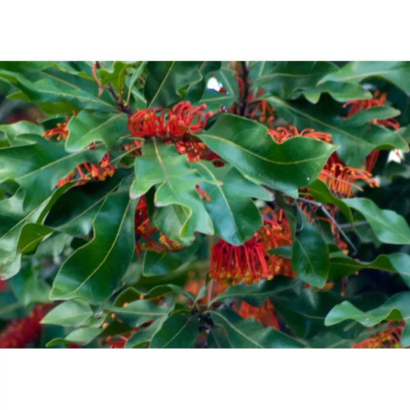 stenocarpus-sinuatus Stenocarpus sinuatus