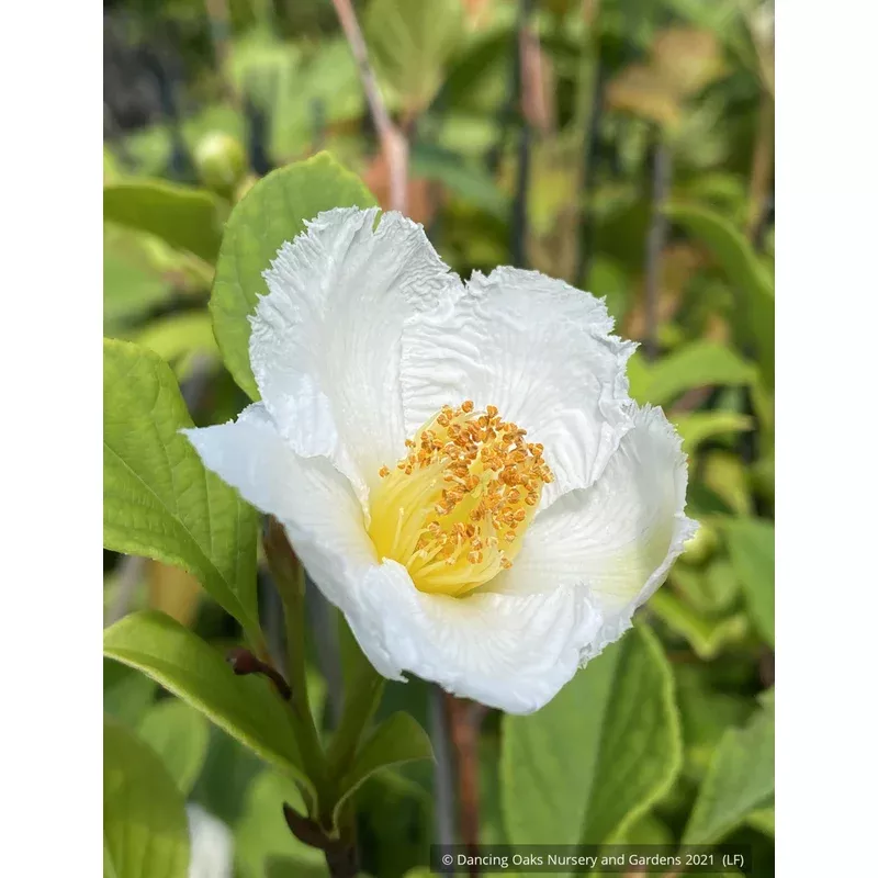 stewartia-pseudocamellia-ballet-korean-stewartia Stewartia pseudocamellia ‘Ballet’ Korean Stewartia