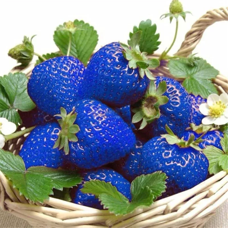 strawberry-fruit-seeds-planting-blue Strawberry Fruit Seeds Planting blue