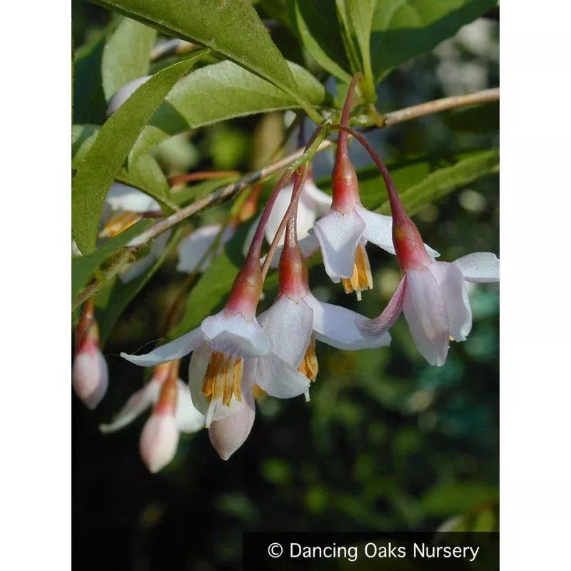 Styrax japonicus ‘Pink Chimes’ Pink Japanese Snowbell
