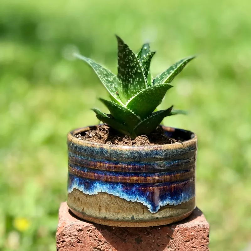succulent-planter-in-frosted-iron Succulent Planter in Frosted Iron