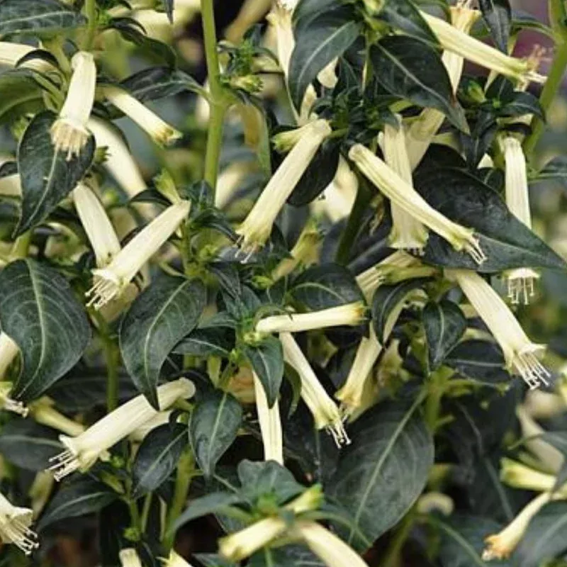 sugarbells-cigar-plant-cuphea Sugarbells Cigar Plant Cuphea