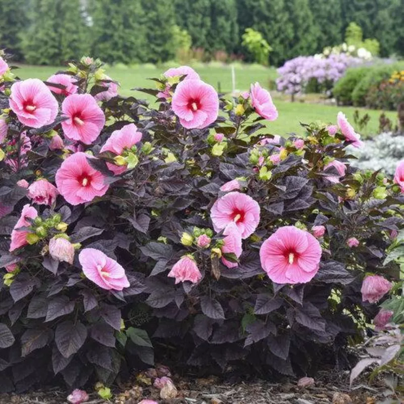 Summerific ‘Edge of Night’ hibiscus