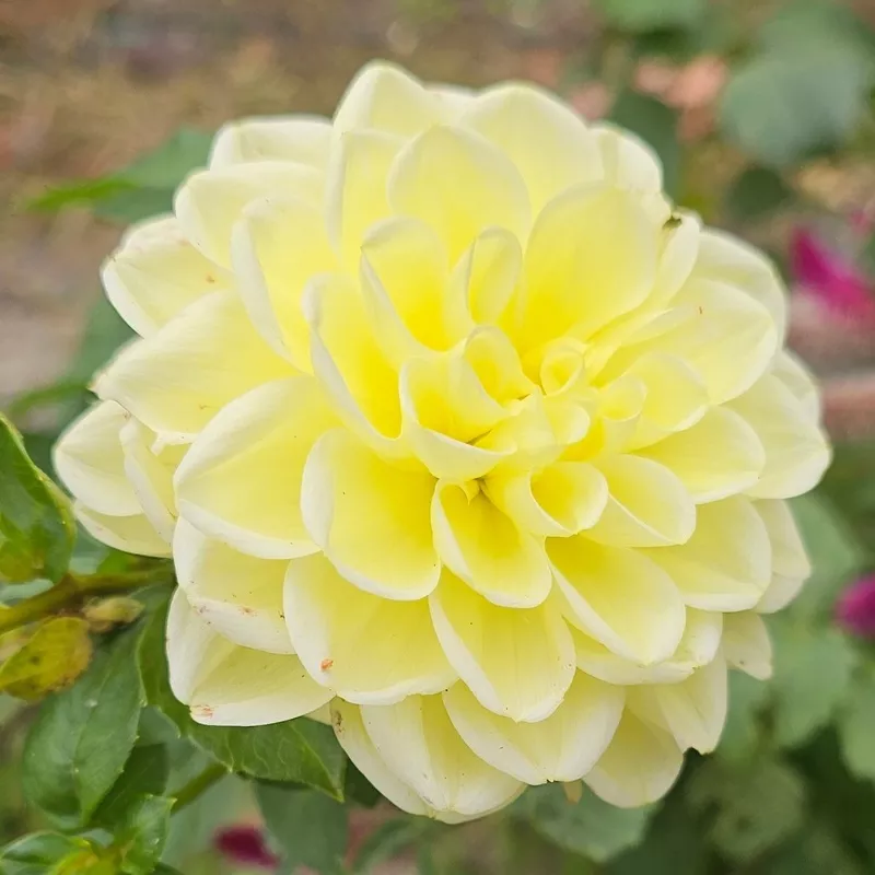 Sun Kissed Dahlia
