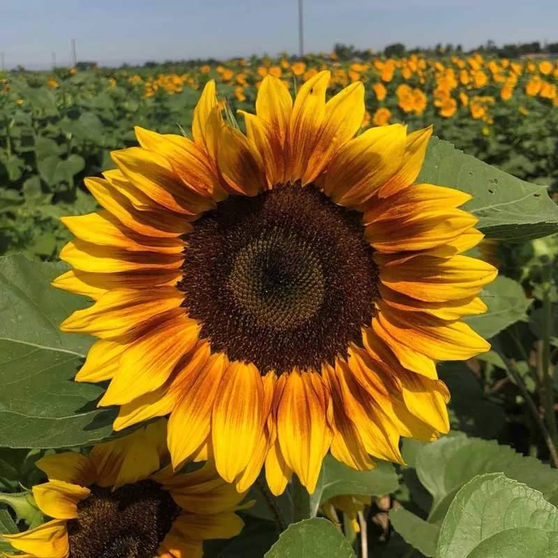 sunflower-seeds-procut-bicolor-dmr Sunflower Seeds – ProCut Bicolor (DMR)