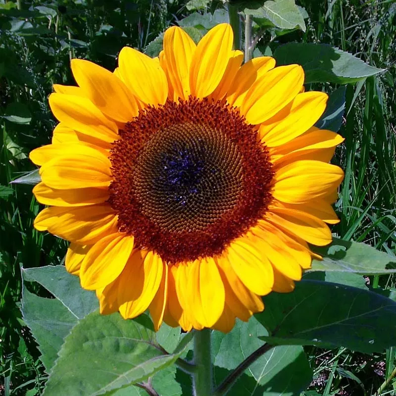 sunflower-vincent-s-choice-f1-seed Sunflower Vincent’s Choice F1 Seed