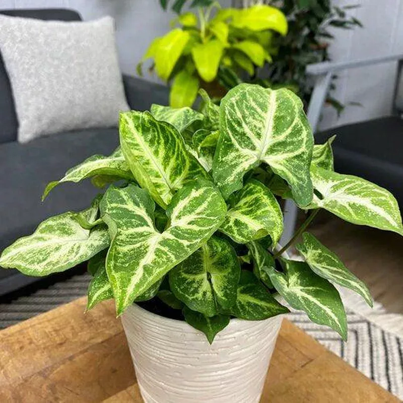 syngonium-podophyllum-robusta-monrovia-falling-arrows-robusta-arrowhead-plant Syngonium podophyllum ‘Robusta’ ~ Monrovia Falling Arrows Robusta Arrowhead Plant