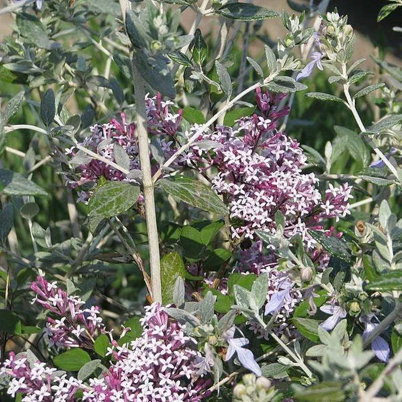 syringa-red-pixie-red-pixie-lilac Syringa ‘Red Pixie’ ~ Red Pixie Lilac