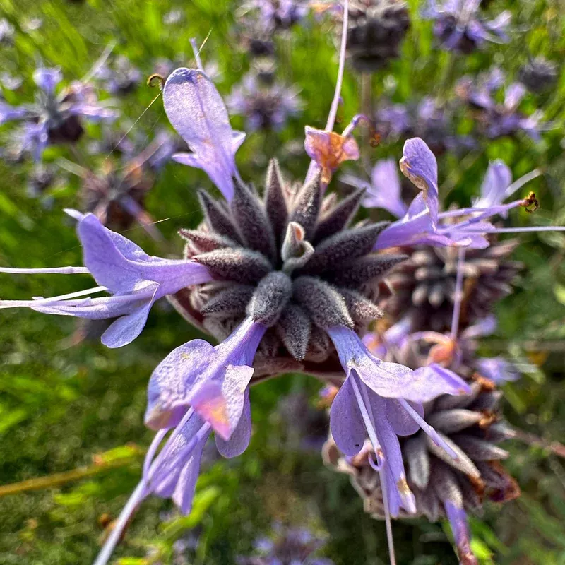tanami-blue-salvia Tanami Blue Salvia