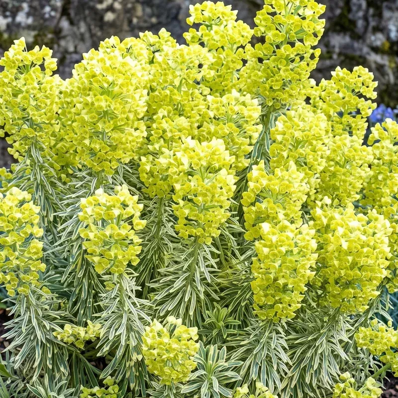 tasmanian-tiger-spurge Tasmanian Tiger Spurge