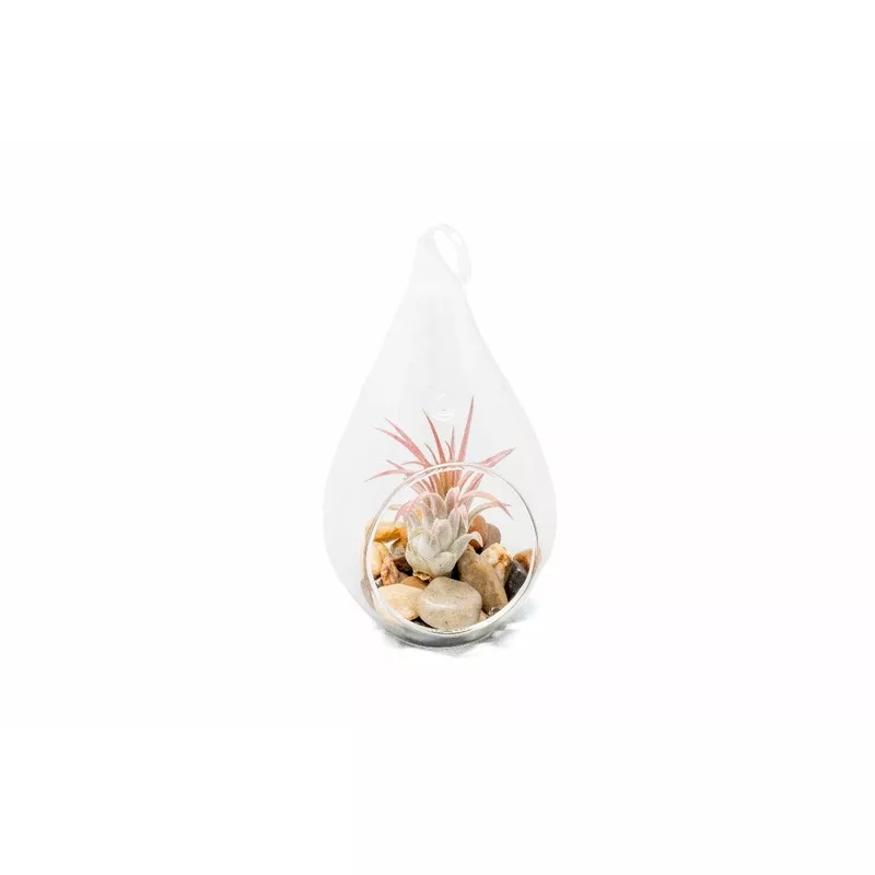 teardrop-terrarium-with-tillandsia-ionantha-guatemala-riverstones Teardrop Terrarium with Tillandsia Ionantha Guatemala & Riverstones
