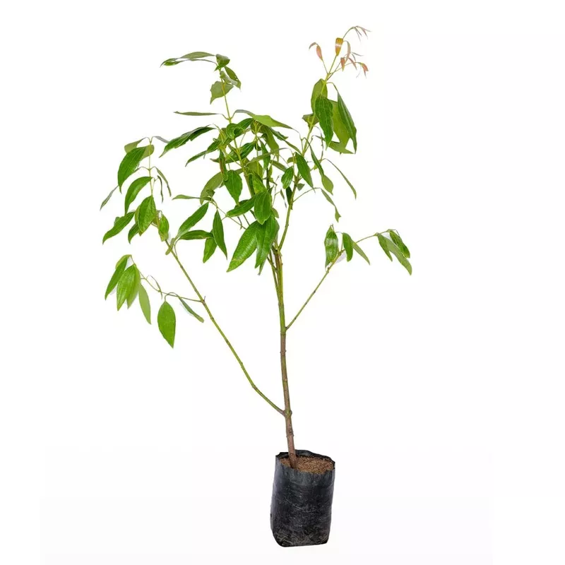 tej-patta-true-cinnamon-bay-leaf-plant Tej Patta / True Cinnamon / Bay Leaf Plant