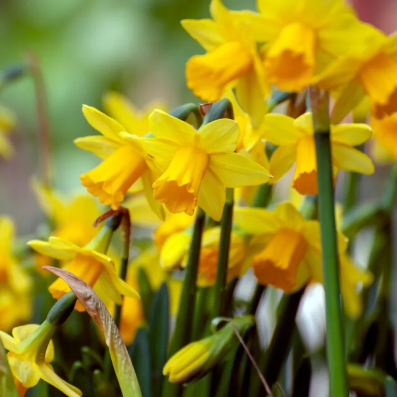 tete-tete-miniature-daffodil-narcissus ‘Tete-a-Tete’ Miniature Daffodil (Narcissus)