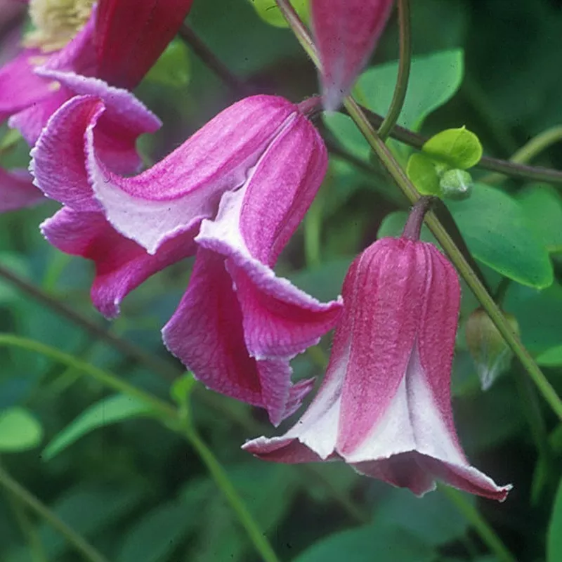 texensis-etoile-rose-clematis ‘Texensis Etoile Rose’ Clematis