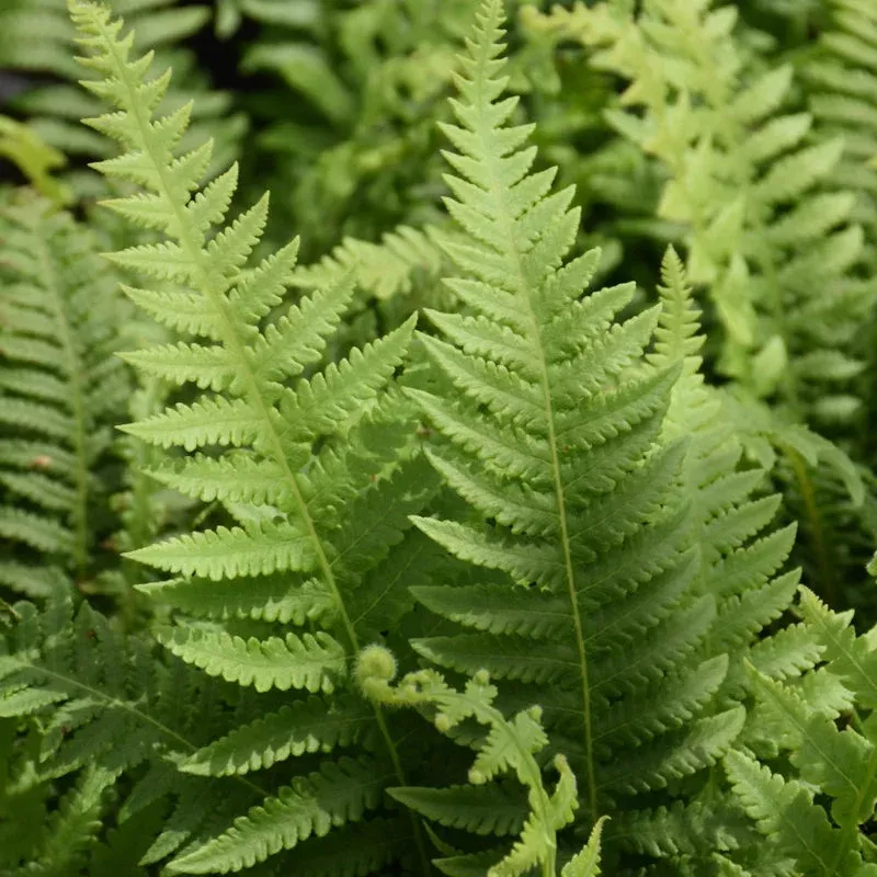thelypteris-decursive-pinnata THELYPTERIS DECURSIVE PINNATA