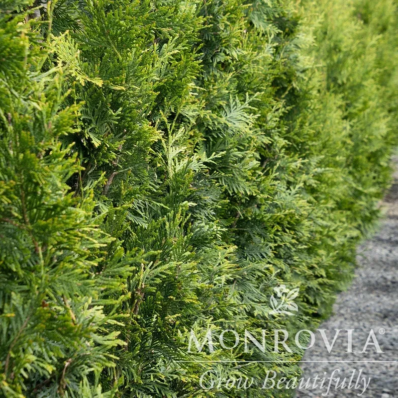 thuja-green-giant-monrovia-green-giant-arborvitae Thuja ‘Green Giant’ ~ Monrovia Green Giant Arborvitae