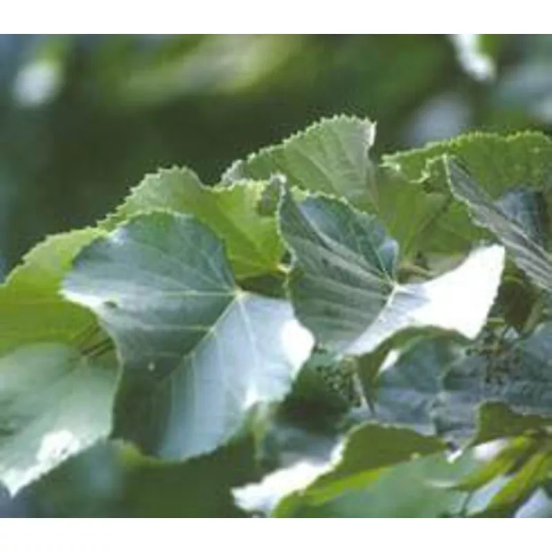 tilia-t-green-mountain-2 Tilia t Green Mountain 2″