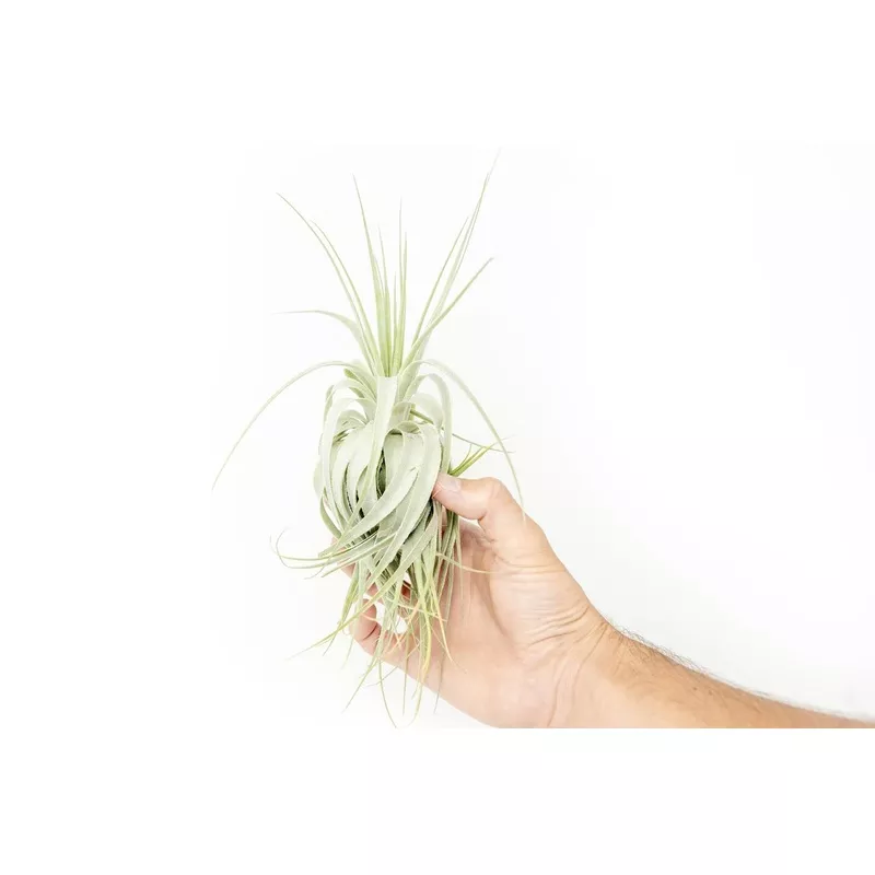 tillandsia-gardneri-various-ecotypes Tillandsia Gardneri – Various Ecotypes