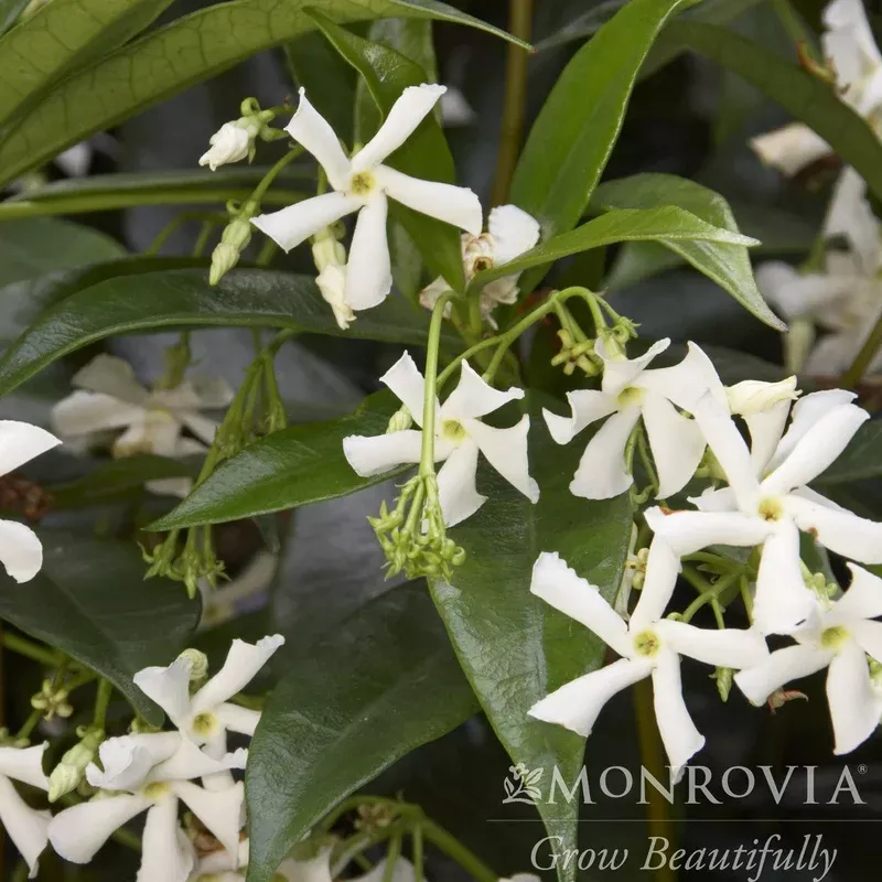 trachelospermum-jasminoides-monrovia-confederate-jasmine-star-jasmine Trachelospermum jasminoides ~ Monrovia Confederate Jasmine Star Jasmine