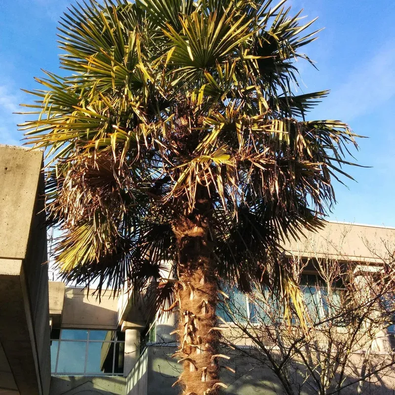 trachycarpus-fortunei-windmill-palm Trachycarpus fortunei ~ Windmill Palm