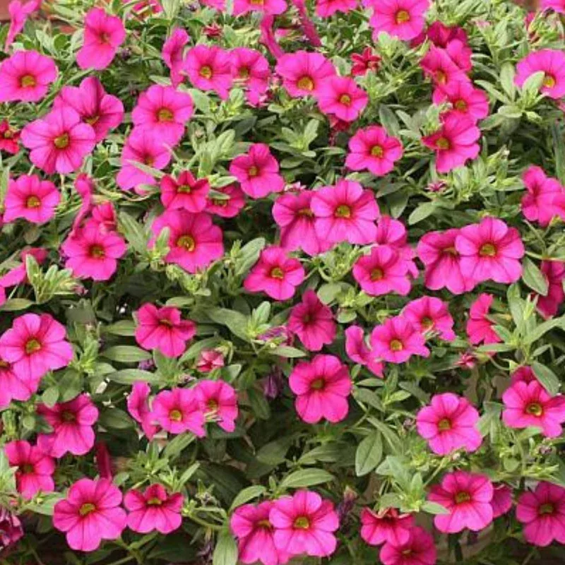 trailing-magenta-calibrachoa Trailing Magenta Calibrachoa