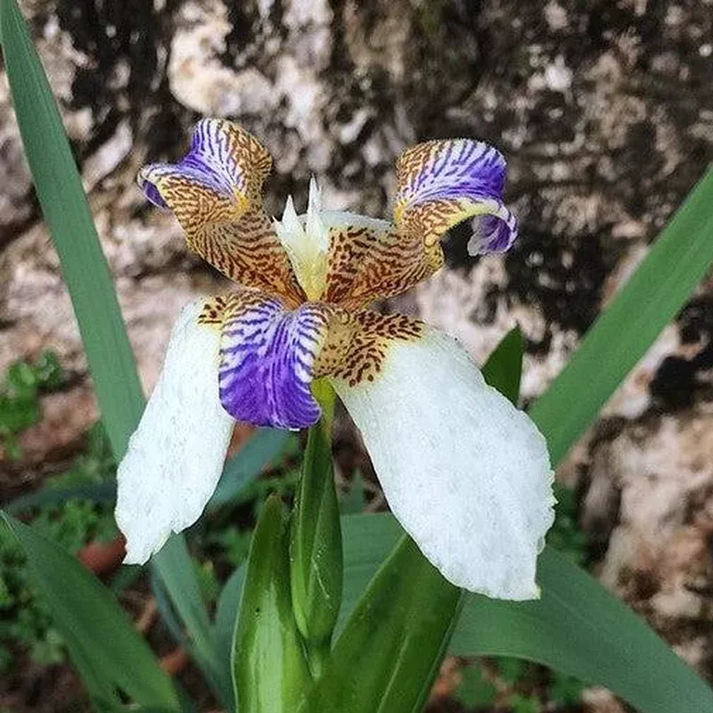 trimezia-northiana-walking-iris Trimezia northiana ~ Walking Iris