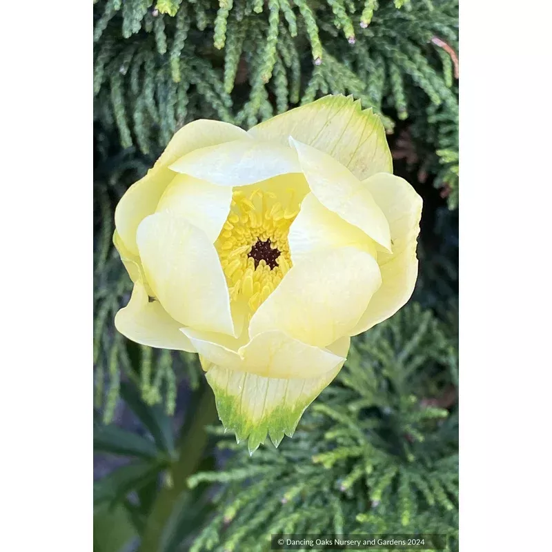 Trollius x cultorum ‘Cheddar’ Globeflower