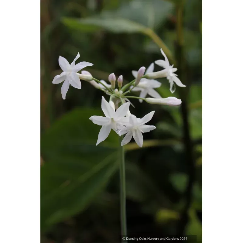 tulbaghia-violacea-snow-flurry-society-garlic Tulbaghia violacea ‘Snow Flurry’ Society Garlic