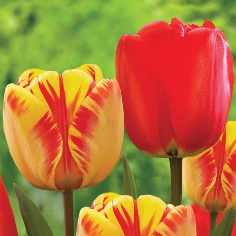 tulip-darwin-hybrid-banja-luka-red-impression Tulip Darwin Hybrid Banja Luka & Red Impression