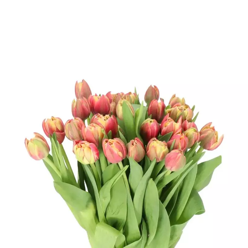 Tulip Double Columbus – 50 Stem Bunch