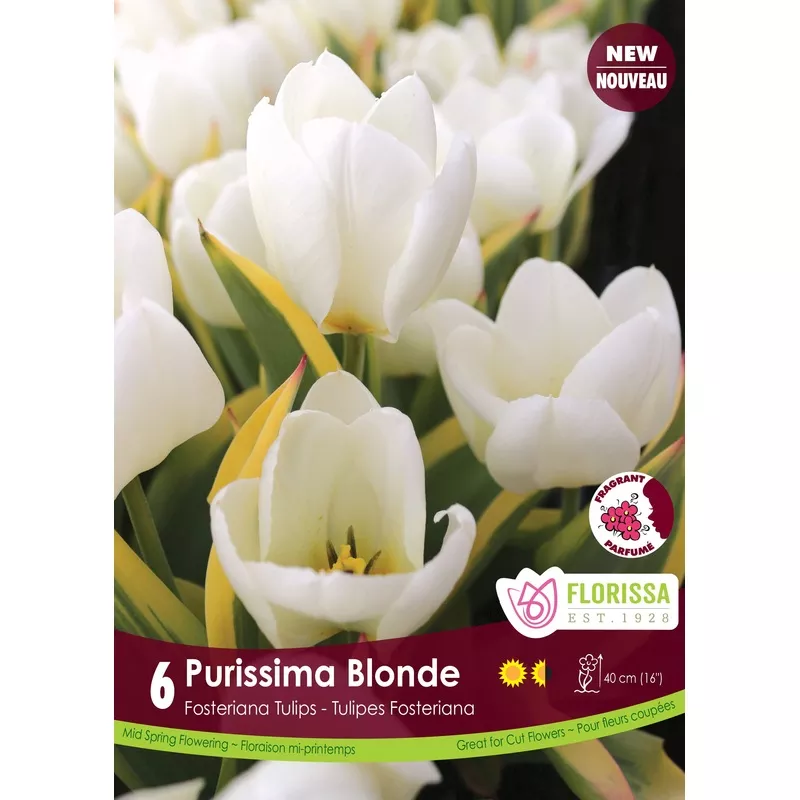 tulip-purissima-blonde-6-pack Tulip – Purissima Blonde, 6 Pack