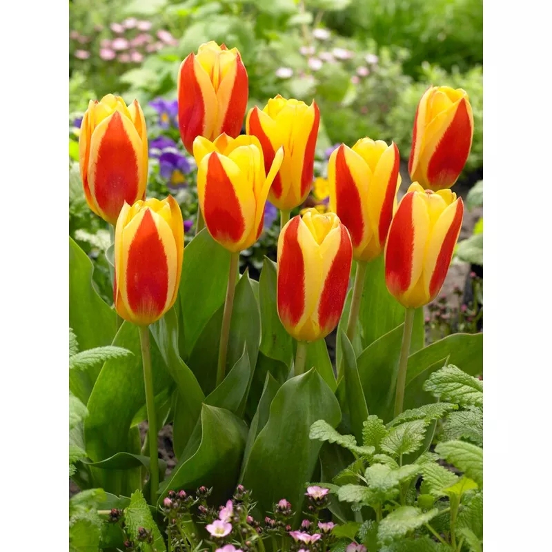tulip-stresa Tulip Stresa