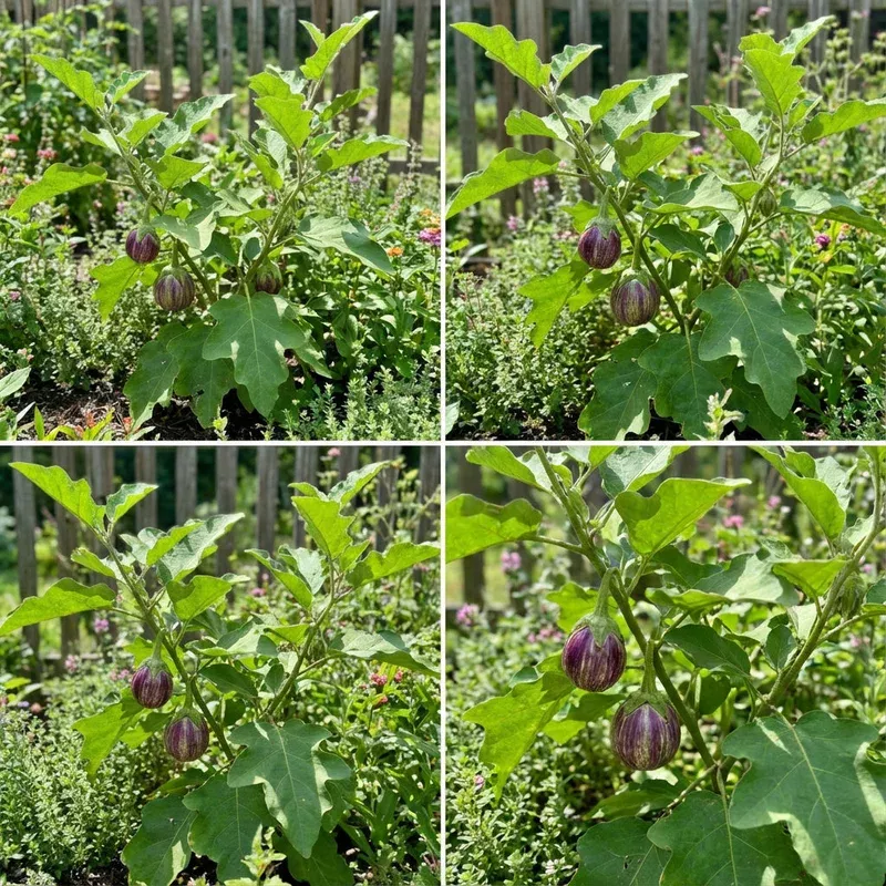 udumalpet-eggplant-vegetable-seeds-easy-planting Udumalpet Eggplant Vegetable Seeds for Easy Planting