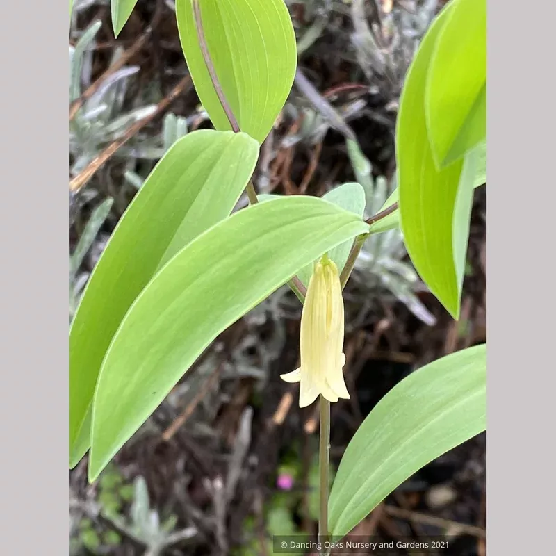 uvularia-sessilifolia-little-merrybells Uvularia sessilifolia ‘Little Merrybells’