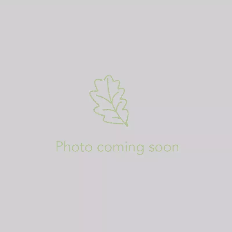 vaccinium-hybrid-pink-lemonade-blueberry Vaccinium hybrid ‘ Pink Lemonade’ Blueberry