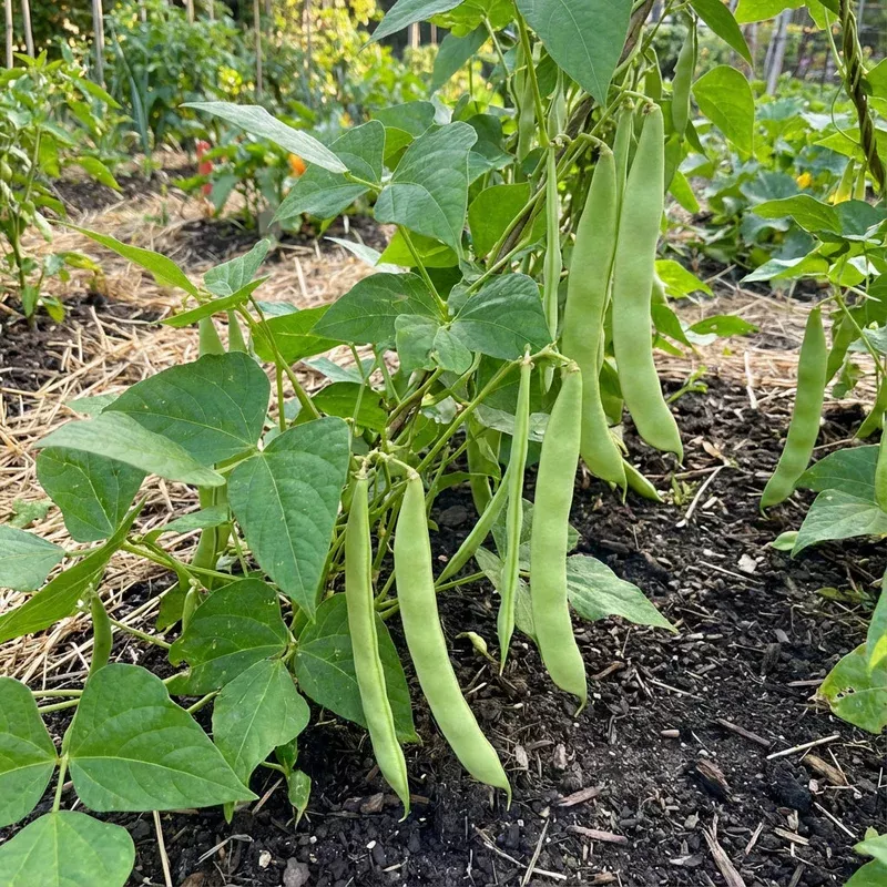 venezia-bean-vegetable-seeds-your-garden Venezia Bean Vegetable Seeds for Your Garden