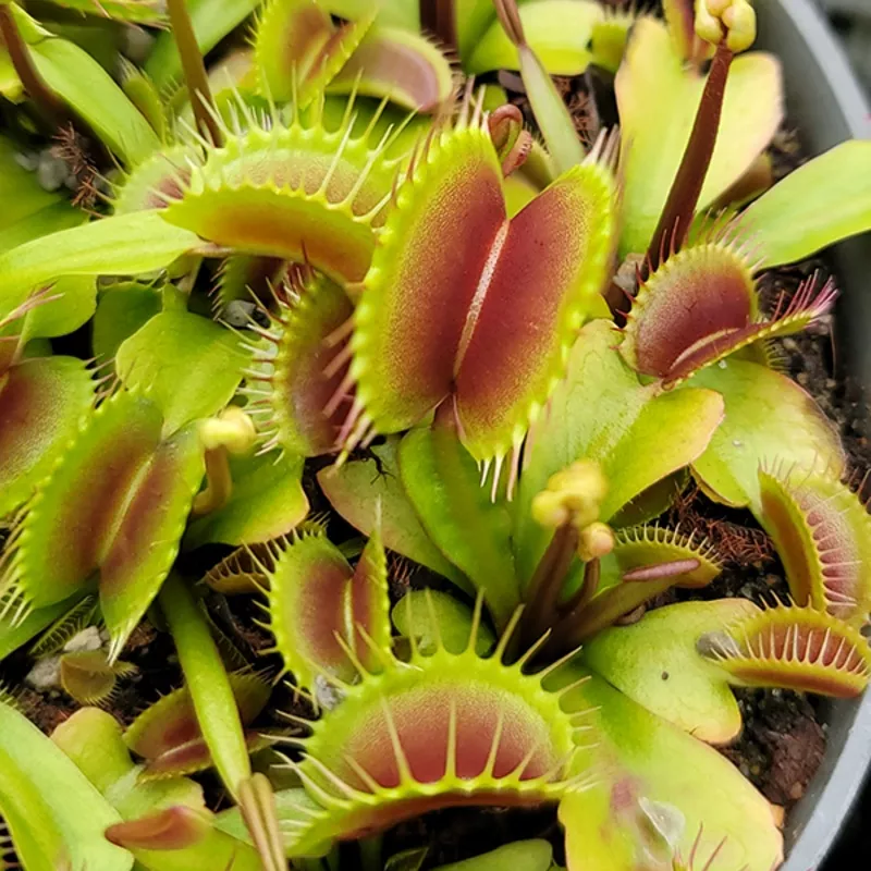 venus-flytrap-ginormous Venus Flytrap – Ginormous