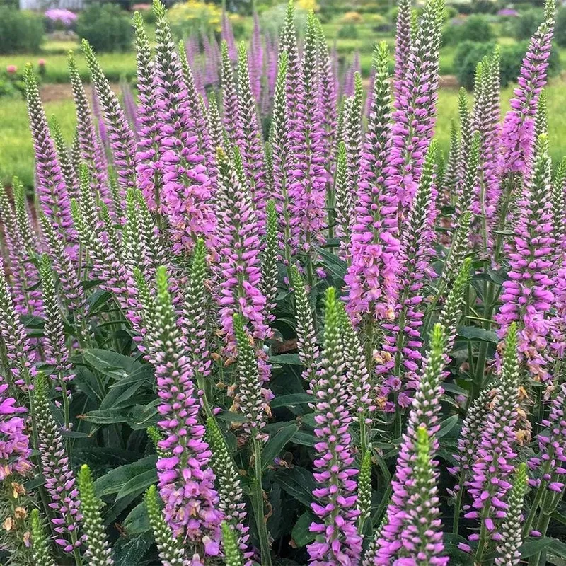veronica-lavender-lightsaber Veronica ‘Lavender Lightsaber’