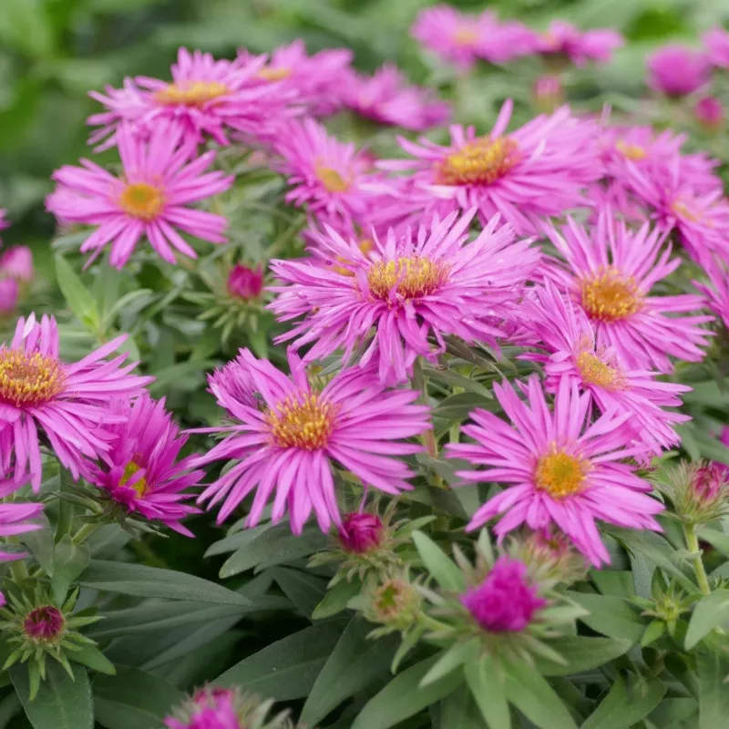 vibrant-dome-aster ‘Vibrant Dome’ Aster