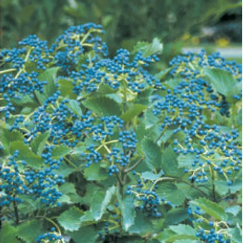 viburnum-d-blue-muffin-7 Viburnum d Blue Muffin #7
