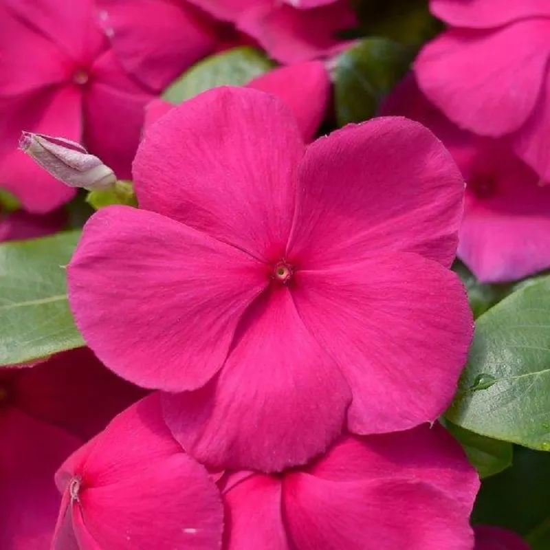 vinca-seeds-mega-bloom-purple-500-bulk-vinca-seeds Vinca Seeds Mega Bloom Purple 500 Bulk Vinca Seeds