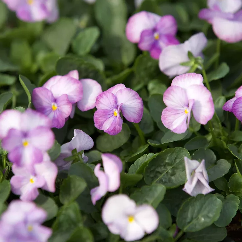 Viola cornuta ‘PAS1059854’ ~ Sorbet XP Lavender Pink Viola