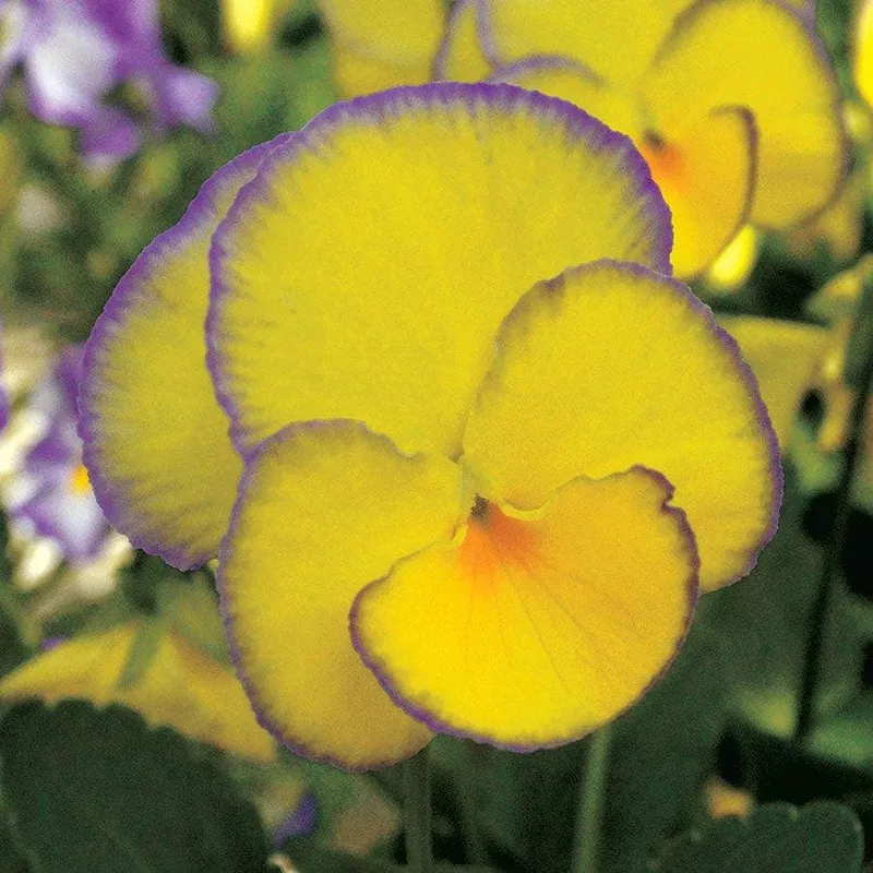 viola-magnifiscent-sweetheart Viola MAGNIFISCENT ‘Sweetheart’