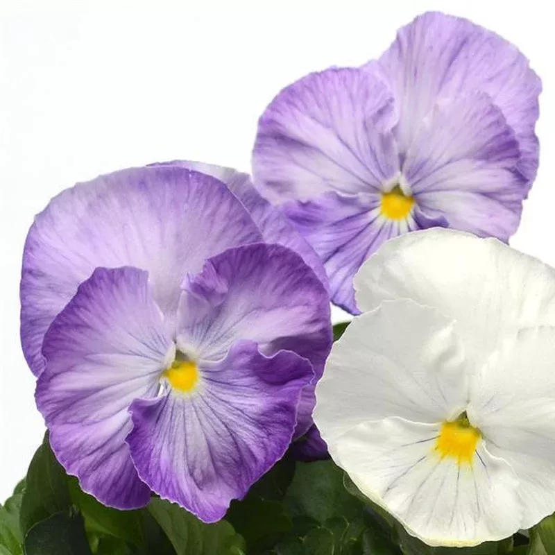 viola-x-wittrockiana-pas835621-spring-matrix-lavender-shades-pansy Viola x wittrockiana’ PAS835621′ ~ Spring Matrix Lavender Shades Pansy