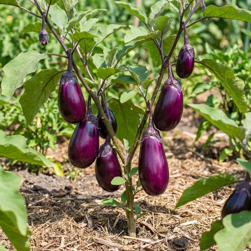 violet-brinjal-vegetable-seeds-planting Violet Brinjal Vegetable Seeds for Planting