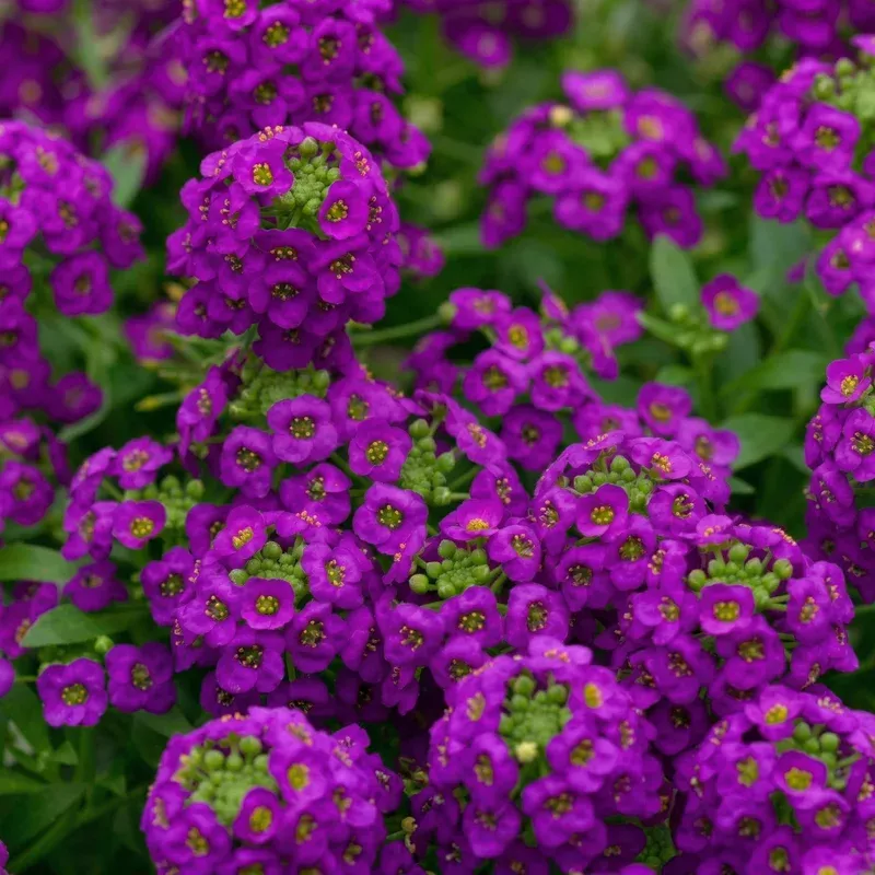 violet-stream-sweet-alyssum Violet Stream Sweet Alyssum