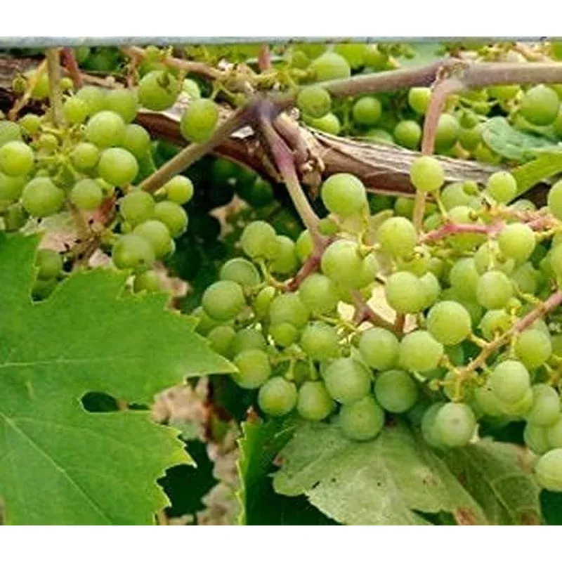 vitis-labrusca-niagara-grape-seeds Vitis Labrusca Niagara Grape Seeds