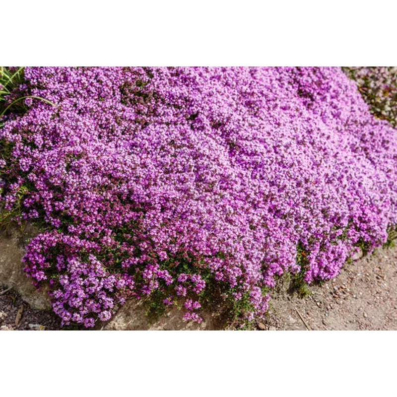 walk-on-me-creeping-thyme-thymus-serpyllum-herb-flower-seeds Walk On Me Creeping Thyme (Thymus Serpyllum) Herb Flower Seeds