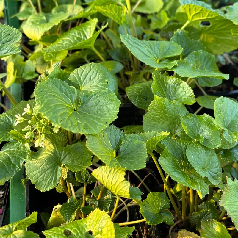 wasabi-planta-eutrema-japonicum Wasabi Planta (Eutrema japonicum)
