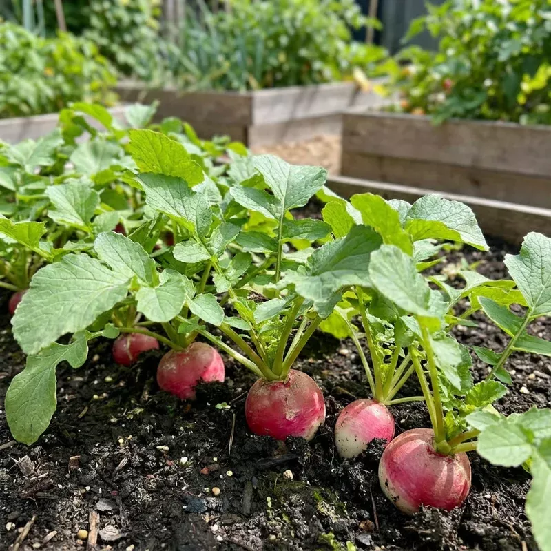 watermelon-radish-vegetable-seeds-planting Watermelon Radish Vegetable Seeds for Planting